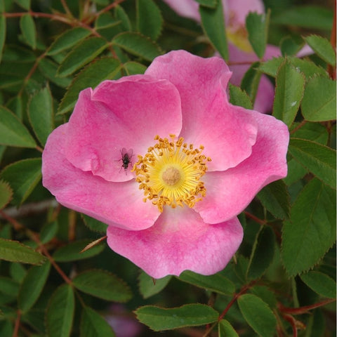 Rosa X Kochiana rose with light pink five-petal flower and yellow stamen center