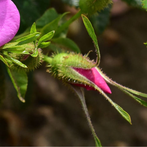Rosa X Kochiana rose buds on green thorny stems