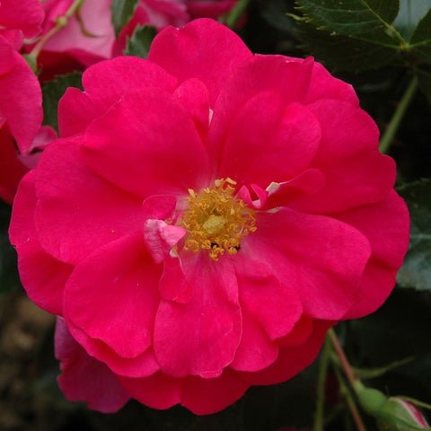 Shrub rose flower with vivid pink petals and yellow center