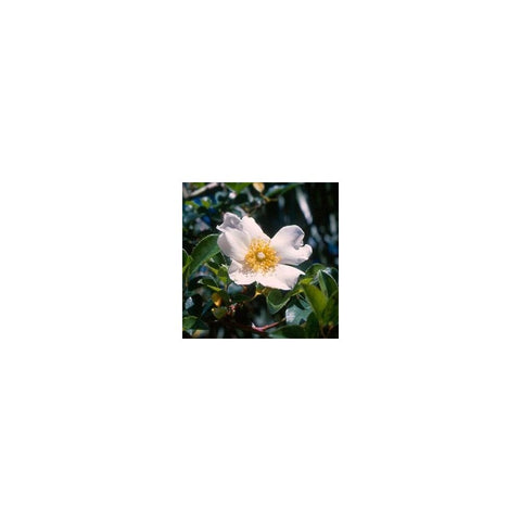 Rambling rose shrub with pale pink-white flowers and green glossy leaves
