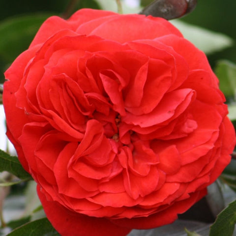 Red rose bloom with layered petals and green leaves, close-up