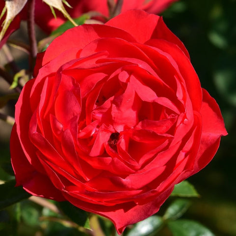 Red rose bloom with ruffled layered petals, close-up on branch and leaves
