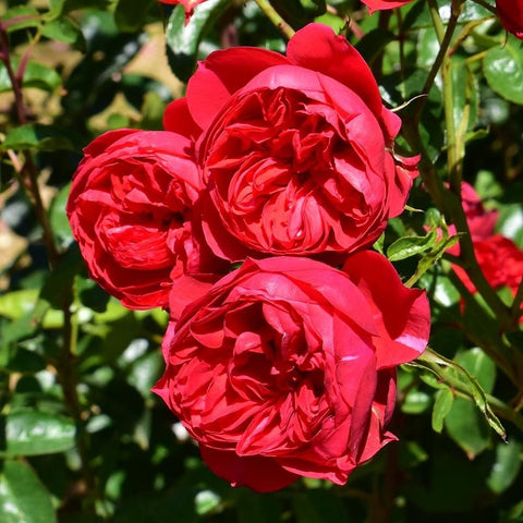 Set of red roses on stems with green leaves, outdoor garden close view