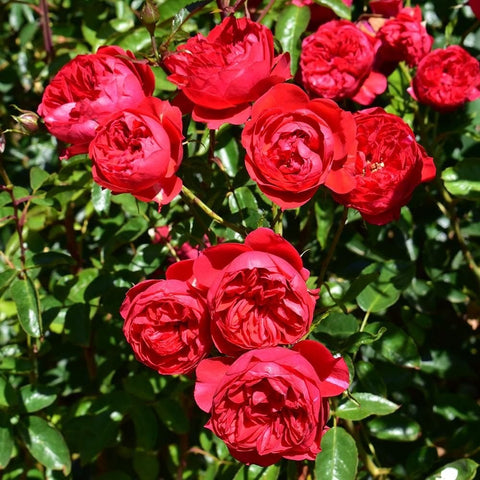 Cluster of red rose flowers with green foliage on branching stems