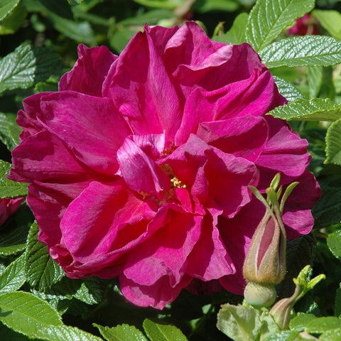 Magenta-pink rose bloom with ruffled petals and green leaves