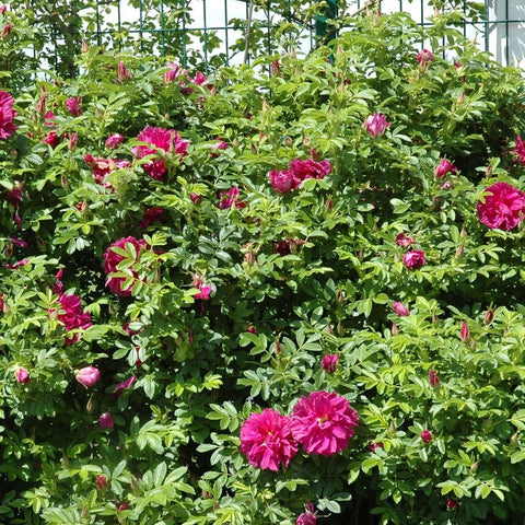 Cluster of magenta rose blooms on a leafy rose bush