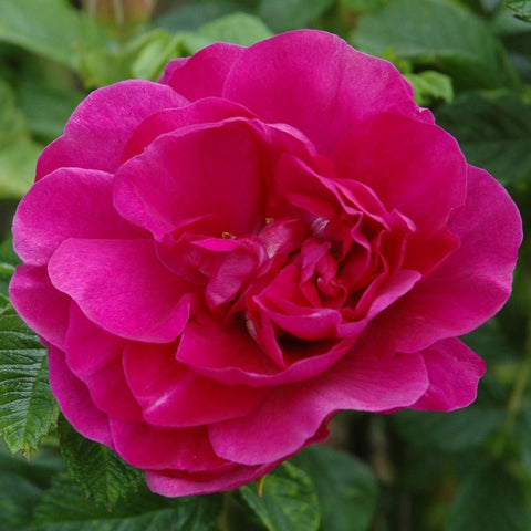 Pink rose bloom with layered petals and dark center