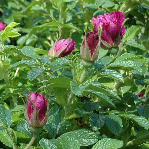 Rose buds and magenta blossoms on a leafy shrub