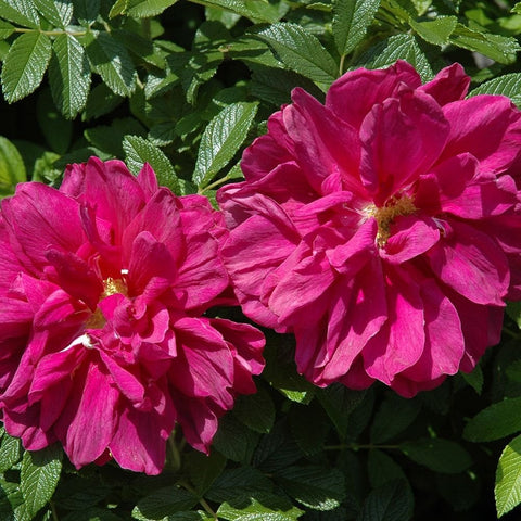 Two magenta rose flowers with golden centers on green foliage