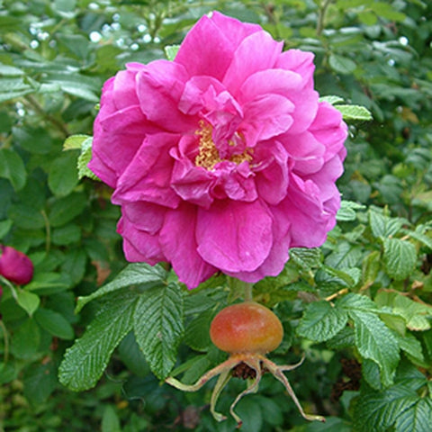 Pink rose flower on leafy shrub with round orange rose hip