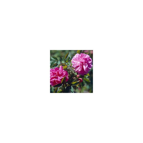 Pink rambling rose flowers with green leaves on a flowering stem