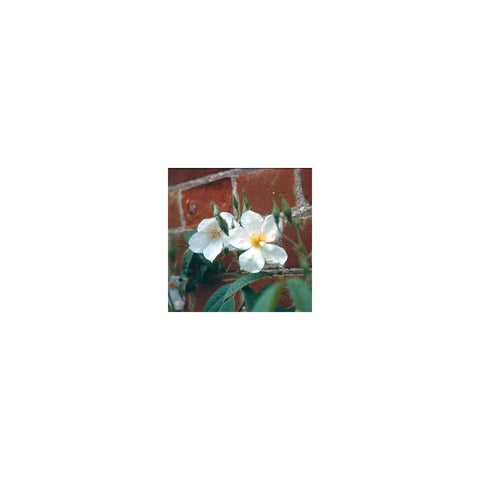 White rambling rose flowers with yellow centers and green leaves