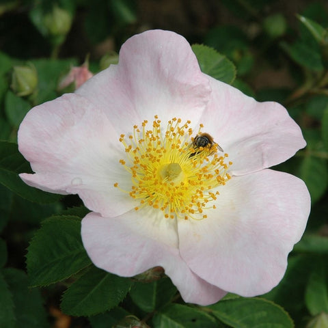 Shrub rose bloom with pale pink petals and yellow center, with a small bee