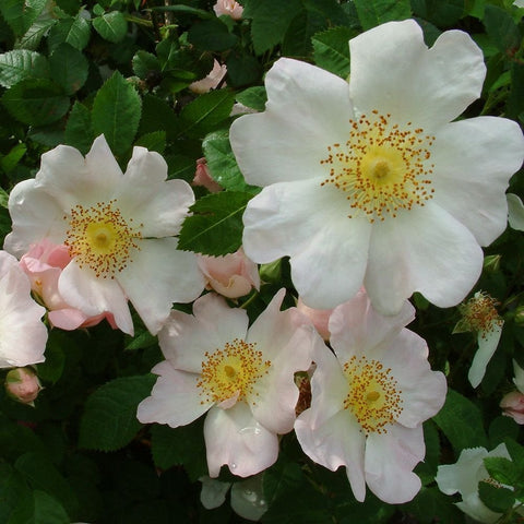 Shrub rose flowers cluster with white petals and yellow speckled centers
