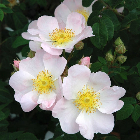 Shrub rose blossoms in pale pink and white with yellow centers on green leaves