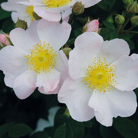 Shrub rose flowers close-up with pale petals and bright yellow, speckled centers