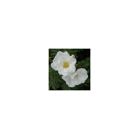 White shrub rose blossoms with yellow stamens on green leaves