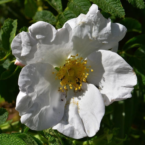 White five-petal shrub rose flower with bright yellow center and stamens