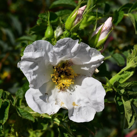 White shrub rose bloom with yellow stamens and closed pink buds
