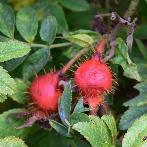 Red rose hips with spiky texture on green serrated leaves