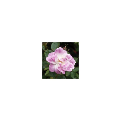 Shrub rose flower with soft pink petals and pale center