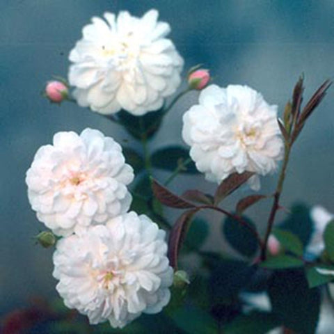 Bare-root rose plant with clustered pale pink-white flowers and buds