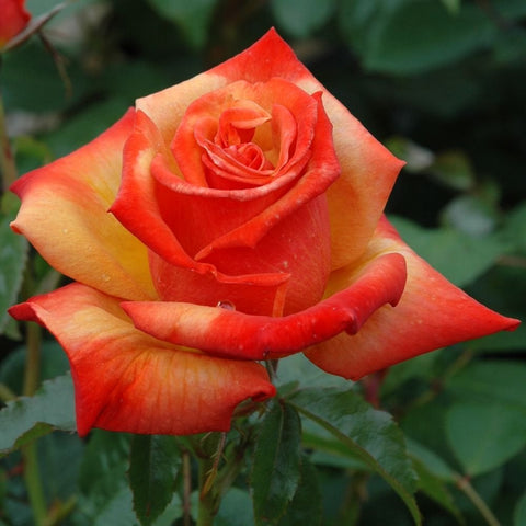 Orange-red bi-color rose bloom with layered petals and green leaves