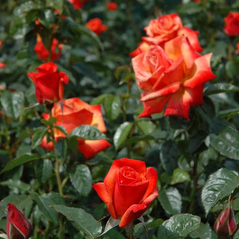Cluster of orange-red rose blooms on green stems and leaves