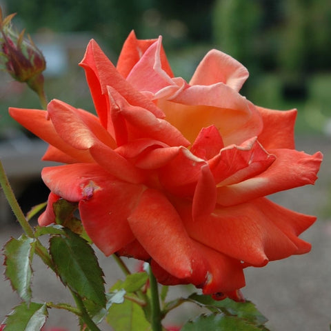 Coral-orange rose bloom with curled layered petals and green leaves