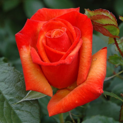 Red-orange rose bloom with velvety petals and green leaves