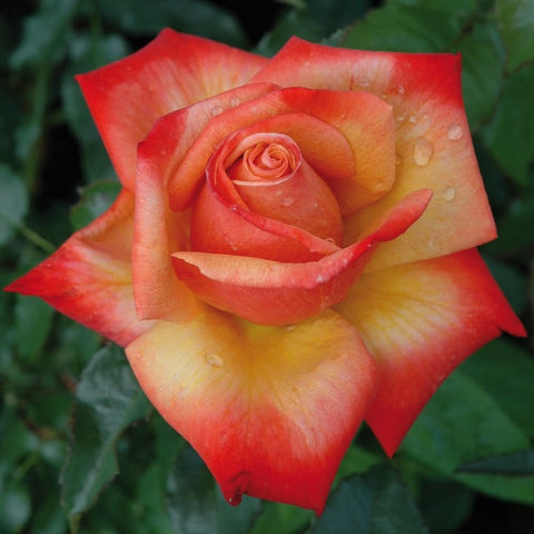 Orange and yellow rose bloom with layered petals and green leaves