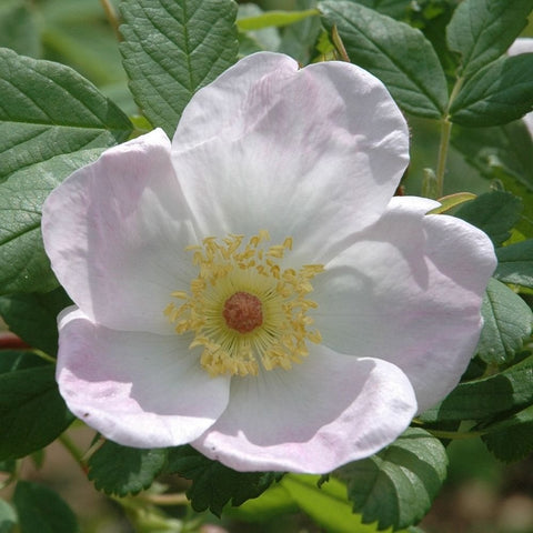 Pale pink shrub rose bloom with yellow center and five petals, surrounded by green leaves.