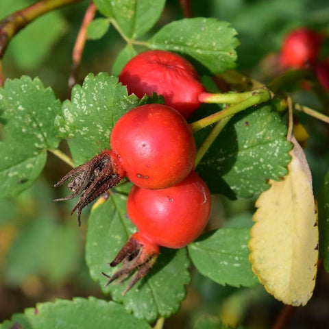 Red rose hips on dark stems with green leaves, one leaf shows yellowing.