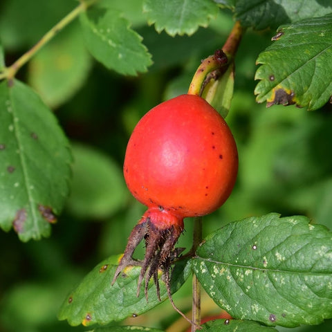 Bright red rose hip on a stem with green leaves and small thorns.