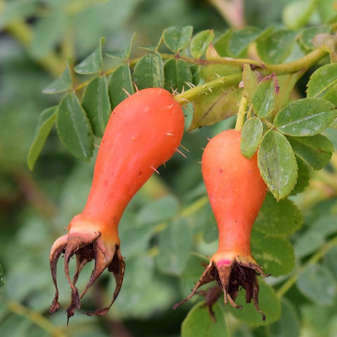 Orange rose geranium seed pods/hips with fuzzy calyx and green leaf cluster