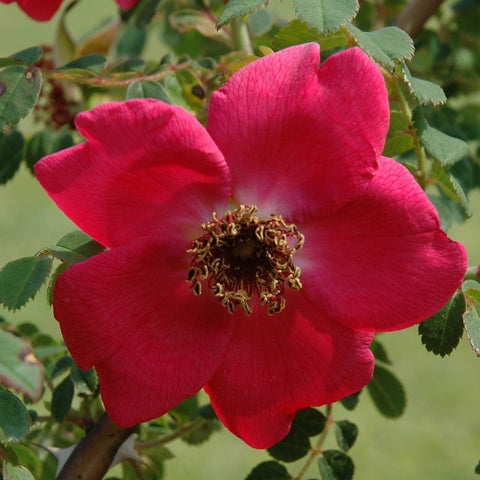 Magenta rose geranium flower with five broad petals and visible stamen center