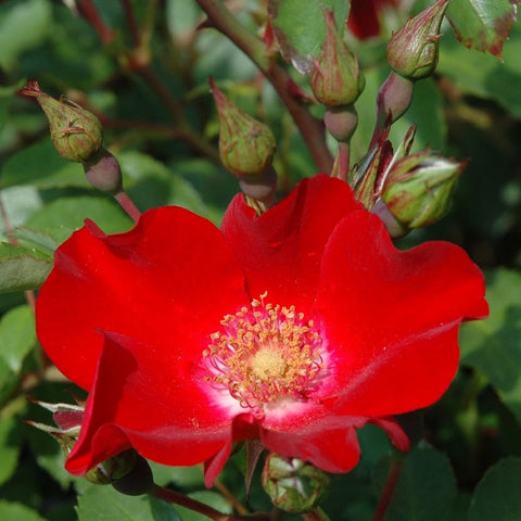 Red rose bloom with green buds and petals on a flowering shrub