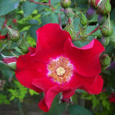 Red rose bloom surrounded by green buds on rose branches