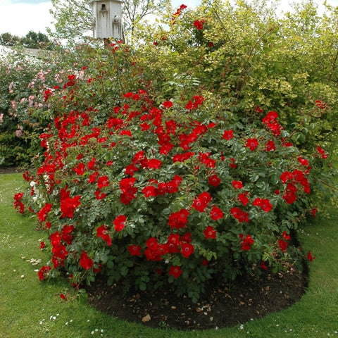 Red flowering rose shrub with many blossoms and lush green foliage