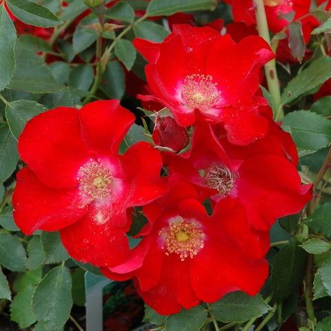 Cluster of red rose flowers with yellow centers and green leaves