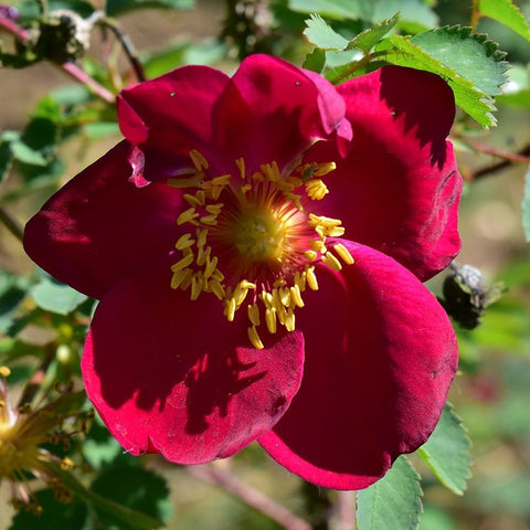 Red shrub rose bloom with yellow stamens and green leaves