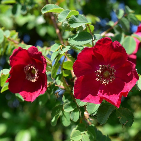 Red shrub rose flowers with green leaves on a branch cluster