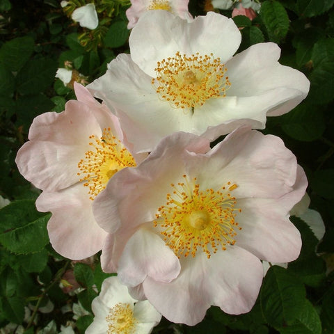 White and pale pink shrub rose flowers with yellow centers on leafy green stems
