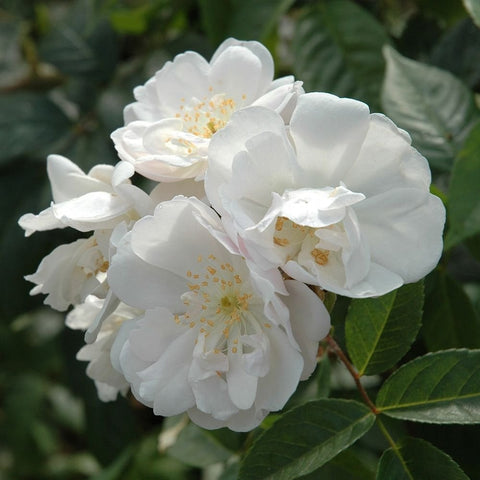 White rambling rose blossoms with layered petals and light yellow centers