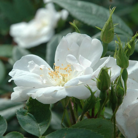 White rose flowers and closed buds on green stems, with yellow pollen centers