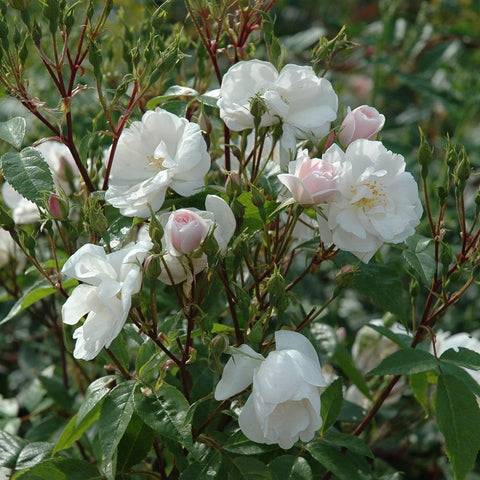 White rambling rose flowers with pink-tinted buds on leafy stems