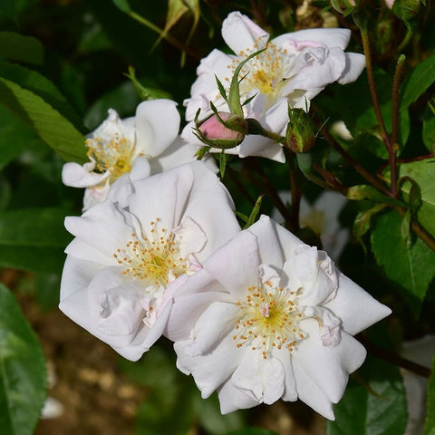 Cluster of white rose blossoms with yellow stamens and green buds on stems