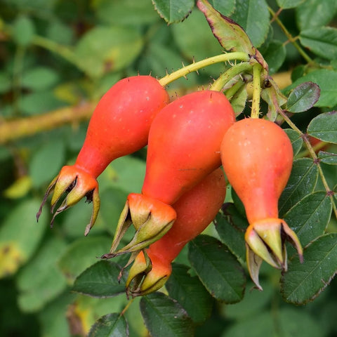 Rose hips on green stems with leaves and small flower buds
