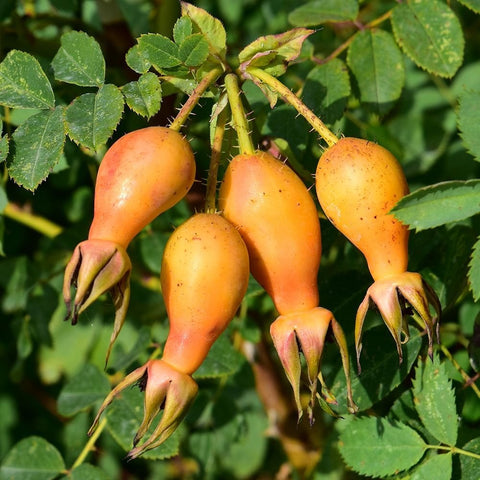 Orange-yellow rose hips with pointed ends on a leafy rose branch