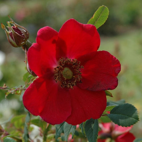 Red rose flower with curled center and green leaves with buds